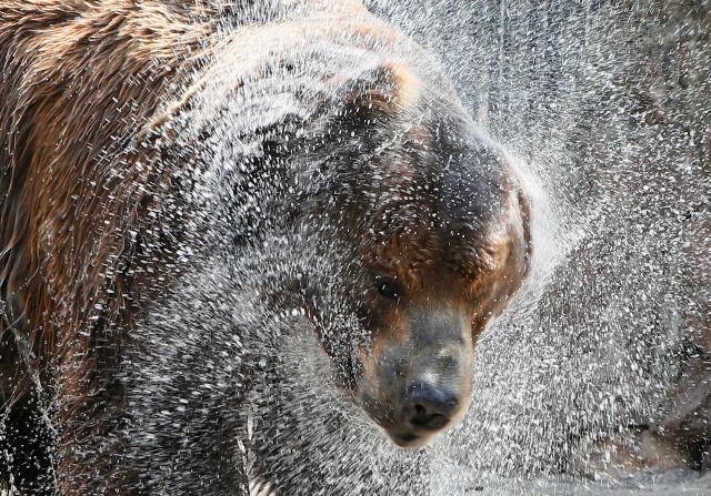 Buyan, un oso pardo siberiano macho, sacude el agua mientras se enfría bajo un chorro de agua rociada por un empleado en su recinto en un día caluroso de verano, con la temperatura del aire de unos 33 grados centígrados (91,4 grados Fahrenheit) en el Royev Ruchey zoológico en los suburbios de Krasnoyarsk, Siberia, Rusia, 14 de junio de 2016. REUTERS / Ilya Naymushin