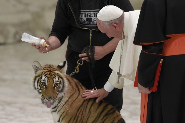 Francisco acaricia un tigre joven durante una reunión con los participantes en el Jubileo del mundo de viajar espectáculos de la Sala Pablo VI el 16 de junio de 2016 del Vaticano. ANDREAS SOLARO / AFP