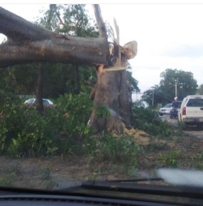 Alcaldía taló árboles en Santa Cruz y no los removió de la vía que comunica a un punto de validación de firmas