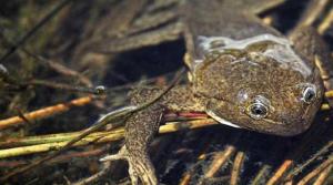 Hallan nuevos ejemplares de rana gigante de Perú en peligro de extinción