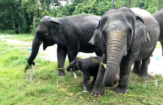 Sri Lanka aplicará sanciones severas tras muerte masiva de elefantes