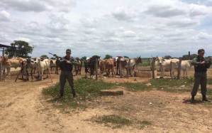 Hallan en Zulia fosa con restos de 400 vacas sacrificadas