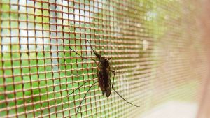 Científicos hallan el gen de la masculinidad en los mosquitos de la malaria