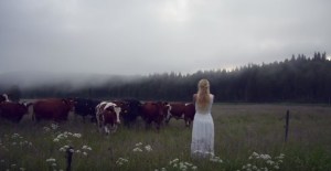 “Khaleesi” sí existe, vive en Suecia y es la madre de las vacas (VIDEO)