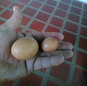 En “revolución” no se consiguen huevos bien grandes porque las gallinas reciben dólares preferenciales (FOTO)