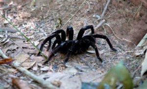 Nueva especie de tarántula bautizada en honor a García Márquez