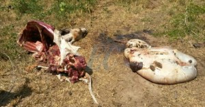Otra finca víctima de hurto de ganado en Carora