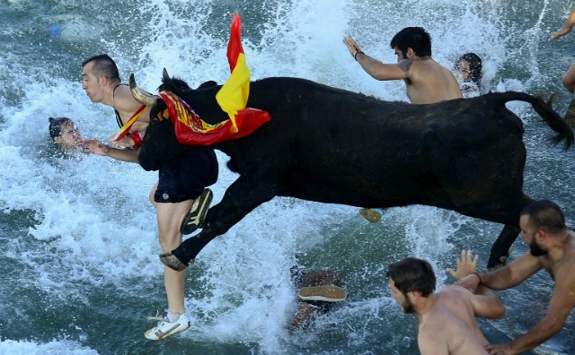 Los espectadores saltar en el puerto seguido por un toro durante la corrida tradicional de toros "Bous a la mar" (Bull en el mar) un puerto de Denia, cerca de Alicante el 9 de julio de 2016. JOSE JORDAN / AFP