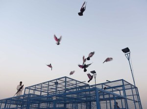 Las palomas de carreras desatan pasiones en Pakistán (fotos)