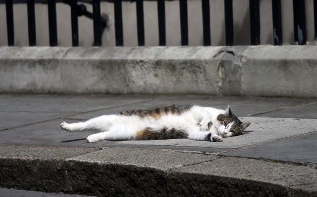 Larry the Downing Street cat lays on the pavement, in central London, Britain July 13, 2016.     REUTERS/Toby Melville