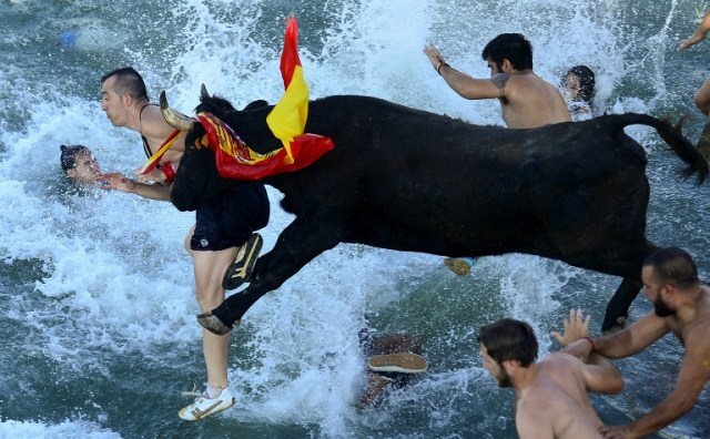Spectators jump into the port followed by a bull during the traditional running of bulls "Bous a la mar" (Bull in the sea) on Denia's harbour near Alicante on July 9, 2016. / AFP PHOTO / JOSE JORDAN