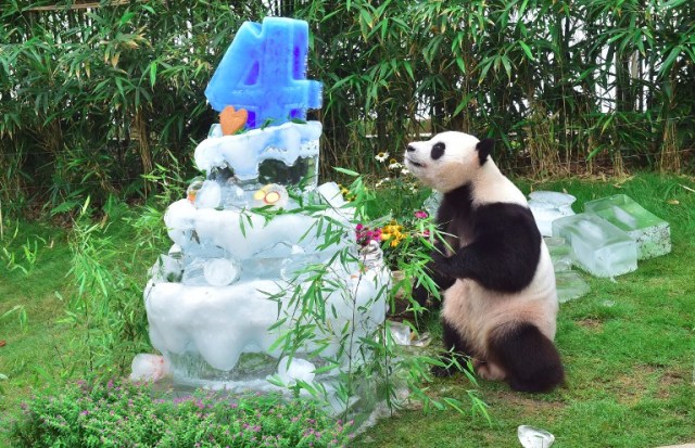 Panda Le Bao plays with his ice cake during a birthday event for a pair of giant pandas at South Korea's Everland Amusement and Animal Park in Yongin, south of Seoul, on July 10, 2016. A pair of giant pandas, a state gift to South Korea from Chinese President Xi Jinping, celebrated their birthdays at the amusement park. / AFP PHOTO / JUNG YEON-JE