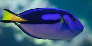 Logran reproducir en cautiverio especie del pez azul “Dory”