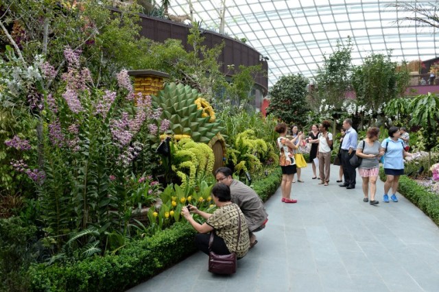 Los visitantes caminan a través de la orquídea Extravaganza en los jardines por la bahía como parte del festival del jardín de Singapur el 20 de julio de 2016. Más de 10.000 plantas de orquídeas se mostrarán en conjunción con el festival Singapore Garden, que comienza del 23 al 31 julio. ROSLAN RAHMAN / AFP