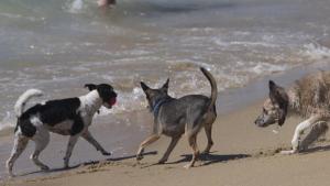 Habilitan una controversial playa para perros en Barcelona