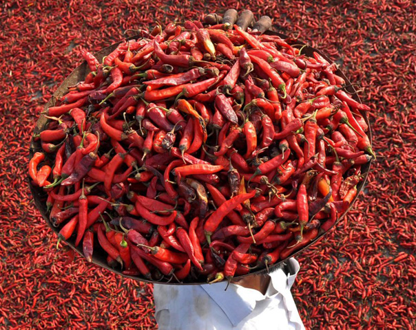 An Indian farmer carries a tray of red chillies as he walks on a roof where others are drying in the village of Sanour on the outskirts of Patiala on July 20, 2016. / AFP PHOTO / STR