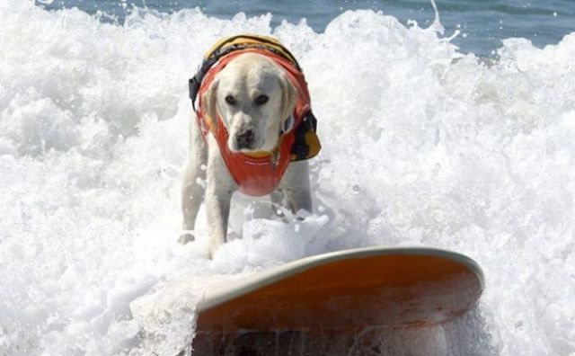 Perros surfistas