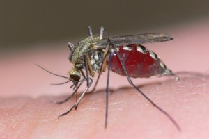 Salud Miranda reportó dos casos autóctonos de malaria en Santa Lucía