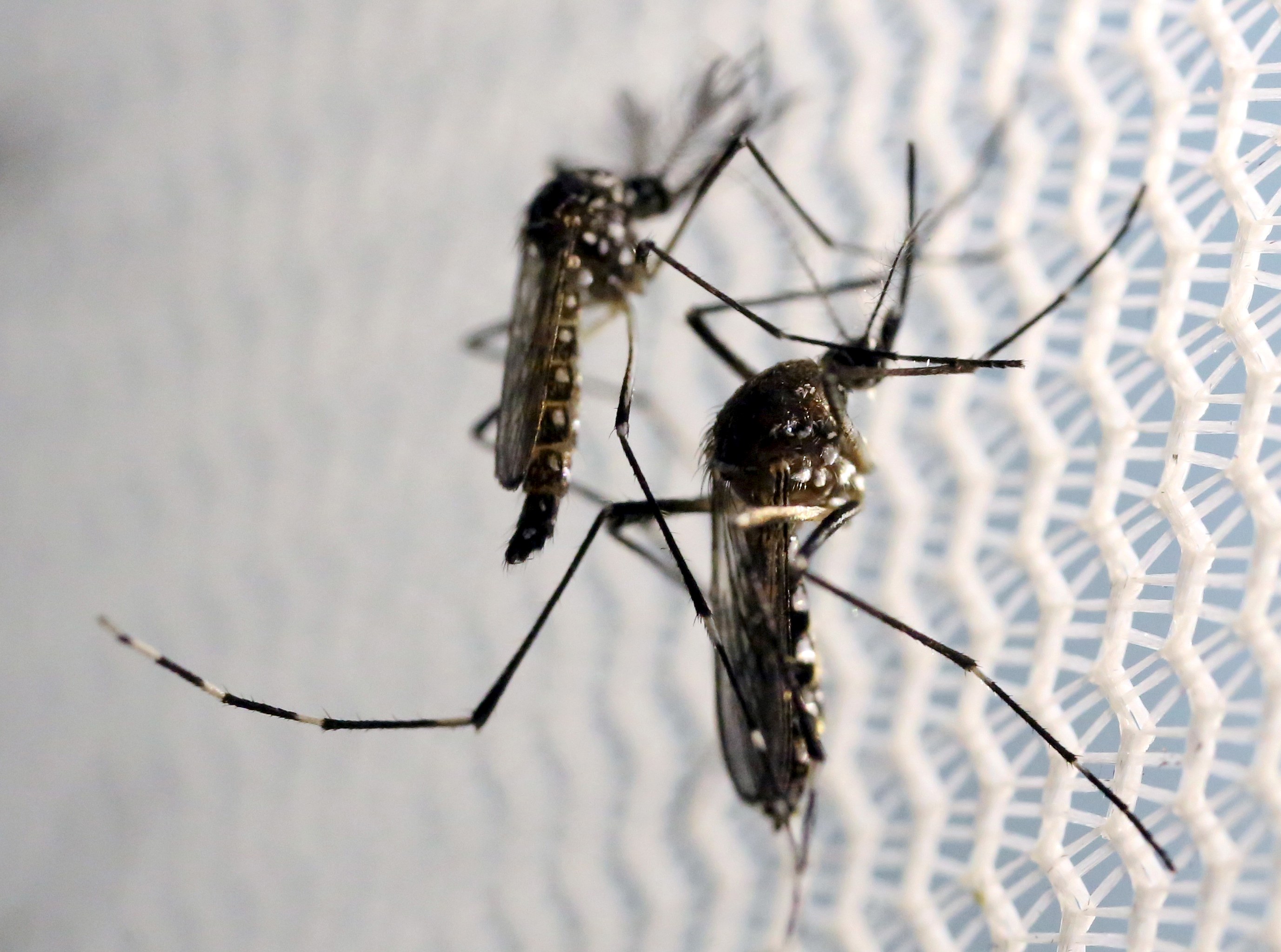 Google soltará 20 millones de mosquitos infectados para intentar detener al Zika
