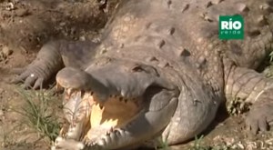 #ConocerEsProteger Los caimanes y cocodrilos de Venezuela podrían extinguirse (video)