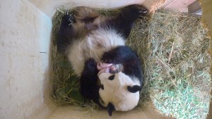 Nació una nueva hembra en el zoo de los pandas de Japón