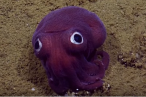 ¡Cuchura! Hallaron en el fondo del mar al calamar más tierno jamás visto (Foto+video)