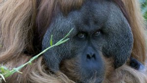 Un orangután músico en zoológico australiano