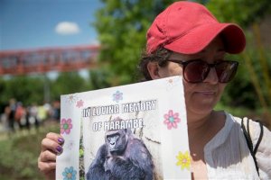 Harambe, el gorila abatido en un zoo de Ohio revive online