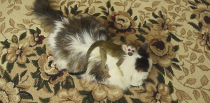 Tras ser rechazado, mono ardilla es adoptado por una gata (Video)