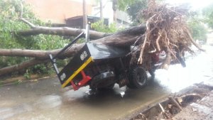 Reportan árbol caído en La Trinidad tras fuertes lluvias sobre Caracas (Fotos) #12Sep