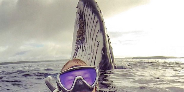 ¿Te imaginas que una ballena apareciera en tu fotografía?