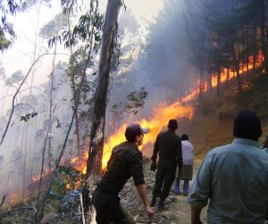 Más de 10 mil hectáreas afectadas por incendio en selva de Perú