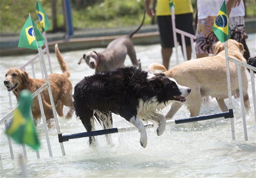 ¡No es broma! Celebran Juegos Olímpicos para Perros en Río de Janeiro (FOTOS)