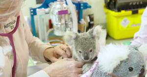 Koala huérfano en Australia encuentra consuelo en un peluche (Foto+Aww)