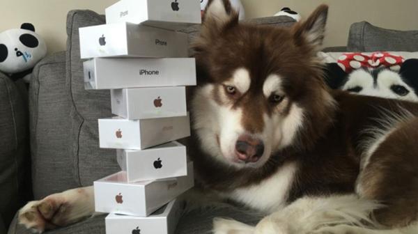 ¡Sencillito! Hijo de un magnate chino le compró ocho iPhones 7 a su perro (FOTOS)