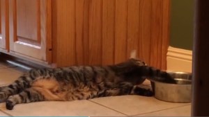 El gato más flojo del mundo toma agua con las patas (VIDEO)