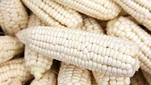 Fedeagro reporta caída de 35% en cosecha de maíz blanco