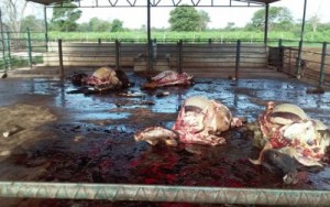 Delincuentes masacran vacas en finca de la vía a Perijá