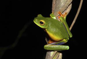 Descubren una nueva especie de rana arborícola verde en el norte de Australia
