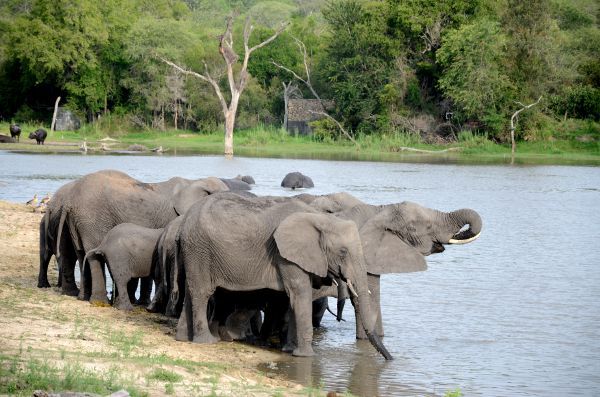 Fotos-Parque-Kruger-Sudáfrica-elefantes