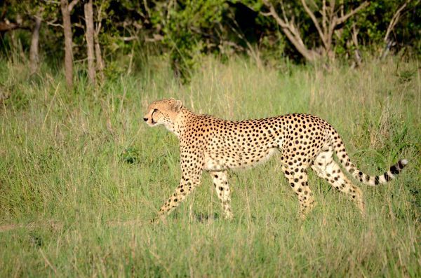 Fotos-Parque-Kruger-Sudáfrica-guepardo