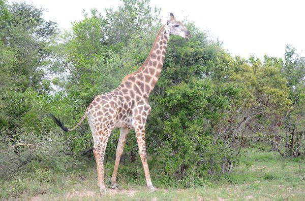 Fotos-Parque-Kruger-Sudáfrica-jirafa