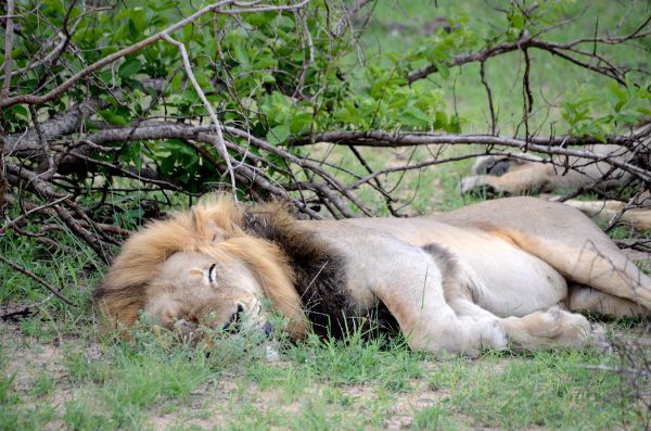 Fotos-Parque-Kruger-Sudáfrica-león