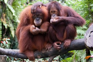 Los grandes primates pueden leer la mente, según un experimento