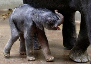 Nace el tercer ejemplar de elefante indio en el Zoo de Praga (fotos)