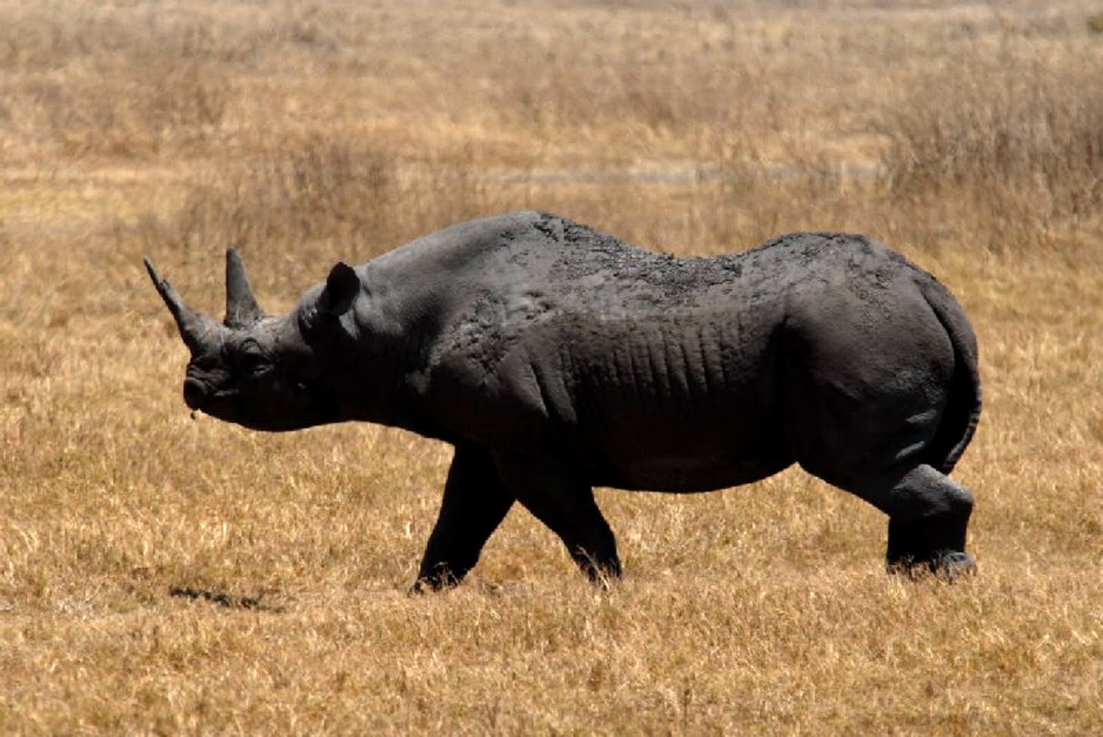 Dos rinocerontes negros en peligro de extinción dan a luz