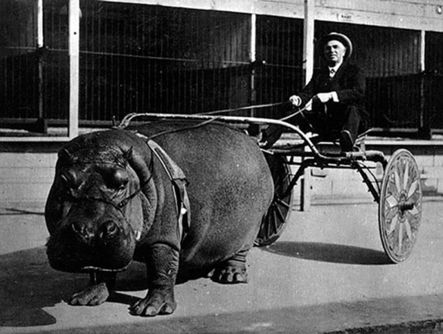 Un hipopótamo tira de una carreta en un circo, 1924.