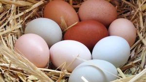 Conoce por qué se celebra el Día Mundial del Huevo este viernes (VIDEO)