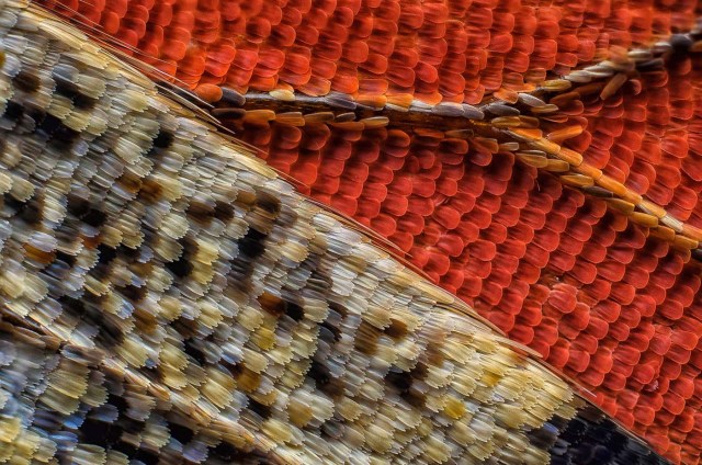 Escamas de un lado inferior ala de mariposa (10x), Francis Sneyers, Bélgica