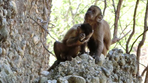 Monos capuchinos crean lascas golpeando piedras - Michael Haslam/ Primate Archaeology Group